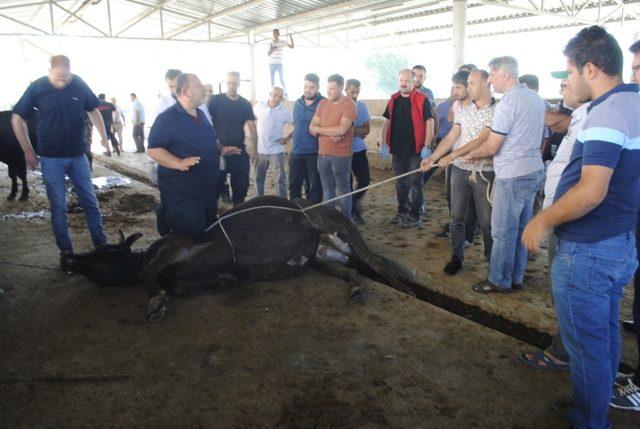 (Özel) Kurbanlığı yere yatırmanın kolay yolunu öğrendiler