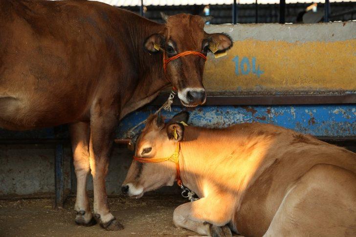 Turgay Erdem kurban pazarında arabulucu oldu G2