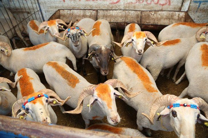 Turgay Erdem kurban pazarında arabulucu oldu G3