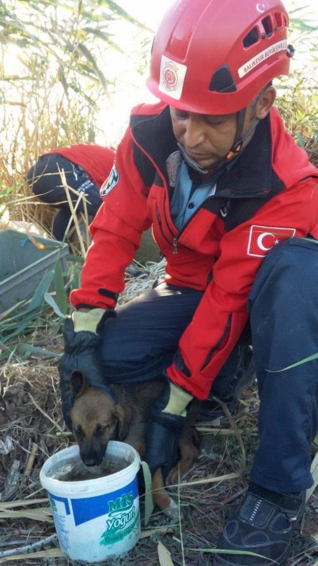 Burhaniye’de kuyuya düşen yavru köpeği itfaiye kurardı