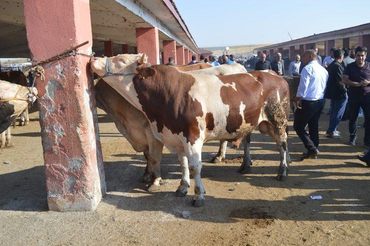 Kurban satıcıları dertli: "Bakan çok, alan yok" G2