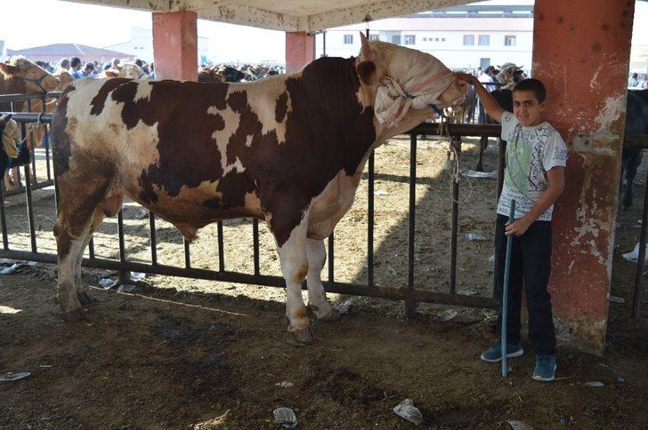 Kurban satıcıları dertli: "Bakan çok, alan yok" G3