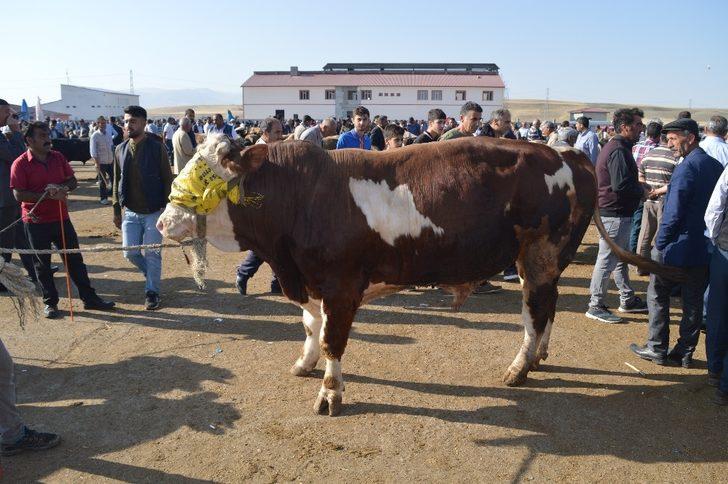 Kurban satıcıları dertli: "Bakan çok, alan yok" G4