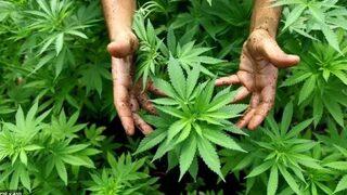 Bir ilke imza atacak! O ülke de esrarı tamamen yasallaştırıyor