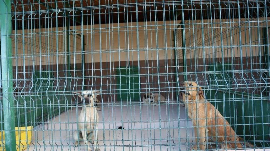 Sevimli dostlar sıcak yuvalara kavuşuyor