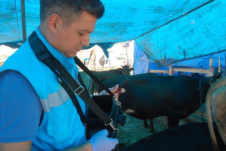 Kurban pazarında ‘ultrason’ timi iş başında G1