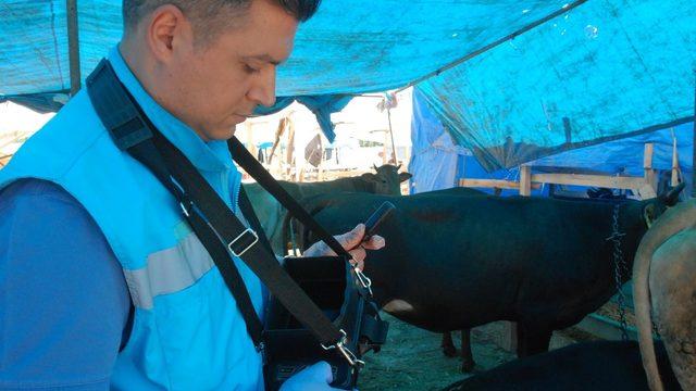 Kurban pazarında ‘ultrason’ timi iş başında