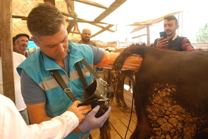 Kurban pazarında ‘ultrason’ timi iş başında G2