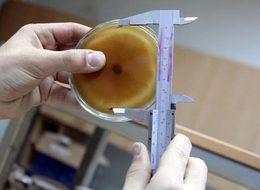 Lise öğrencisi atık sudan tıbbi mantar üretti