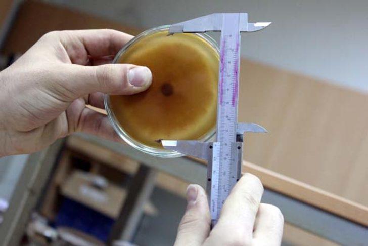 Lise öğrencisi atık sudan tıbbi mantar üretti G2