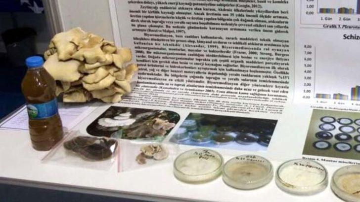 Lise öğrencisi atık sudan tıbbi mantar üretti G5