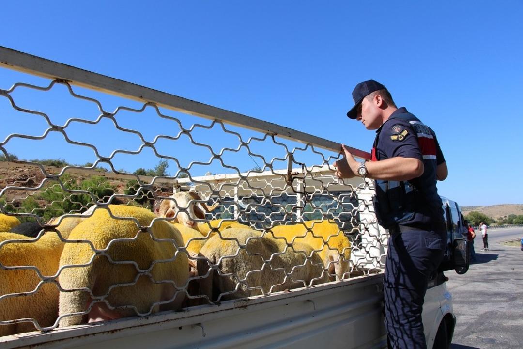 Jandarmadan bayram &ouml;ncesi yol ve kurbanlık denetimi