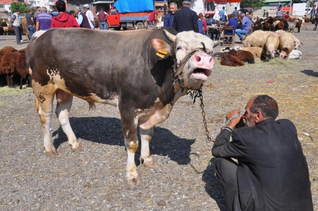 Kars&rsquo;ta Kurban Pazarında yoğunluk yaşanıyor