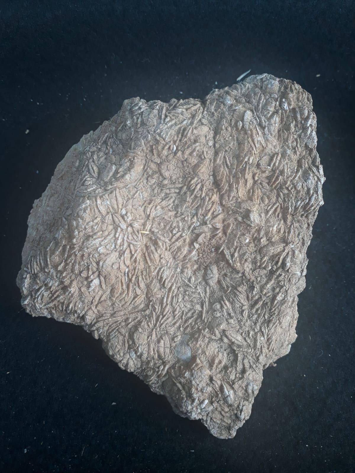 Gabar Dağı'nda 45 milyon yıllık deniz fosilleri bulundu