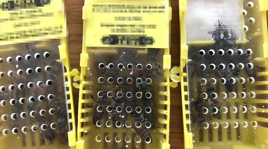 Sabiha G&ouml;k&ccedil;en Havalimanı'nda 'bal arısı' operasyonu