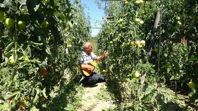 Verimin artması için bahçesinde ve kümesinde saz çalıyor