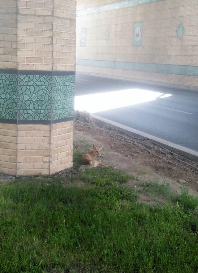 Konya’da kent merkezine inen yaralı tilki tedavi altına alındı