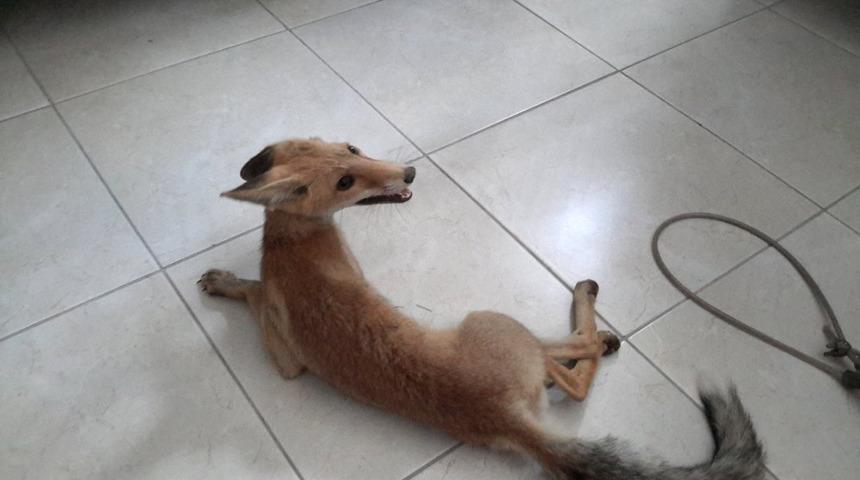 Konya&rsquo;da kent merkezine inen yaralı tilki tedavi altına alındı