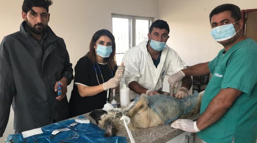 Ağrı&rsquo;da sokak hayvanları kısırlaştırılıyor