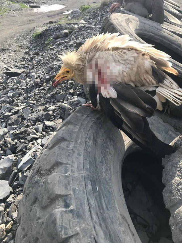 Doğaya salınan Mısır akbabasını silahla vurup ölmesine neden oldular