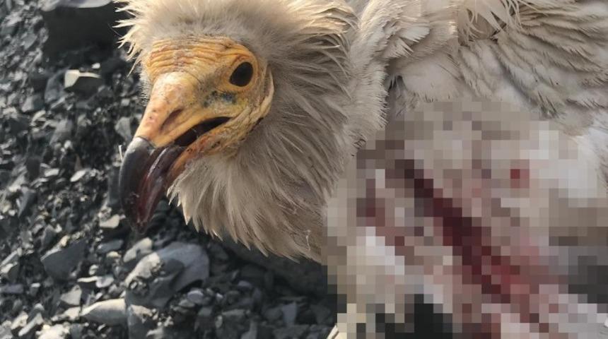 Doğaya salınan Mısır akbabasını silahla vurup &ouml;lmesine neden oldular