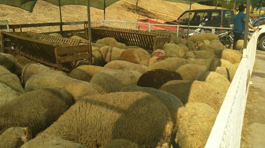 Erdek&rsquo;te kurbanlıklar satışa &ccedil;ıktı