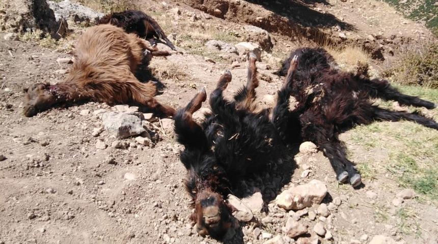 Kurt ahırdaki keçilere saldırdı