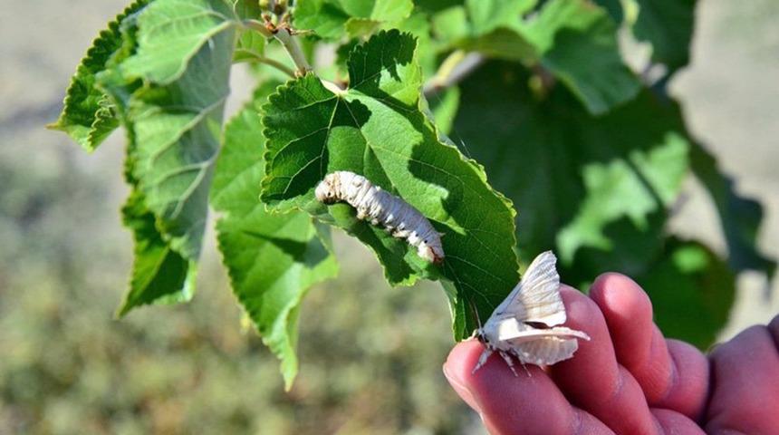 Muğla B&uuml;y&uuml;kşehir&rsquo;den &lsquo;İpek b&ouml;cek&ccedil;iliği&rsquo; projesi
