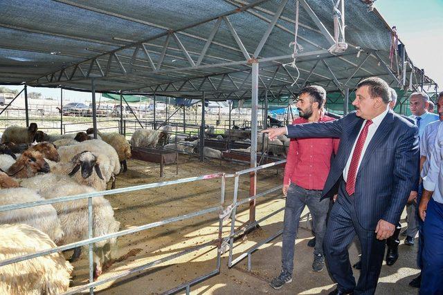 Başkan Gürkan, Canlı Hayvan Pazarı’nda incelemelerde bulundu