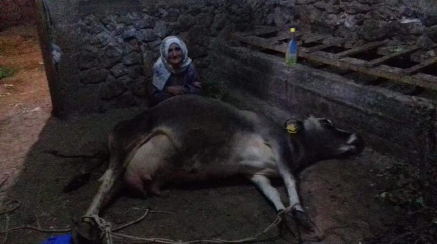 İneği ölen yaşlı kadına Vali Kaldırım’dan yardım eli uzandı