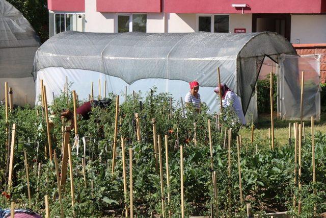 Örtü altı sebze yetiştiriciliği kursiyerleri emeklerinin karşılığını topladı