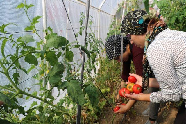 Örtü altı sebze yetiştiriciliği kursiyerleri emeklerinin karşılığını topladı