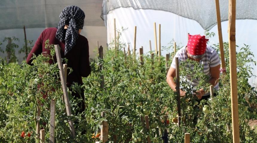 Örtü altı sebze yetiştiriciliği kursiyerleri emeklerinin karşılığını topladı