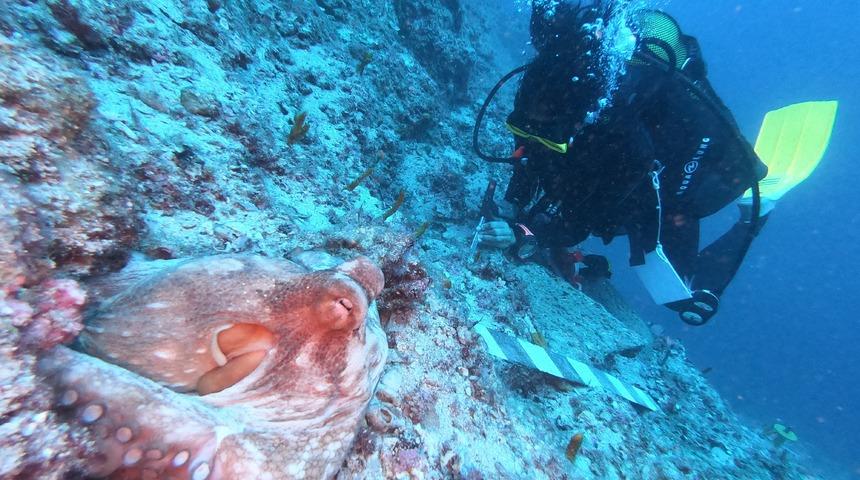 Antalya'da 'Sualtının Göbeklitepesi' ahtapot eşliğinde gün yüzüne çıkıyor