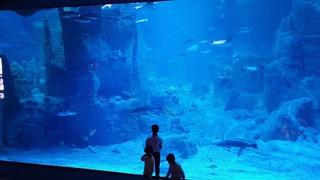  Orta Doğulu turistlerin yeni g&ouml;zdesi akvaryumlar