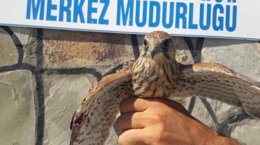 Yaralı kerkenezler tedavi altına alındı