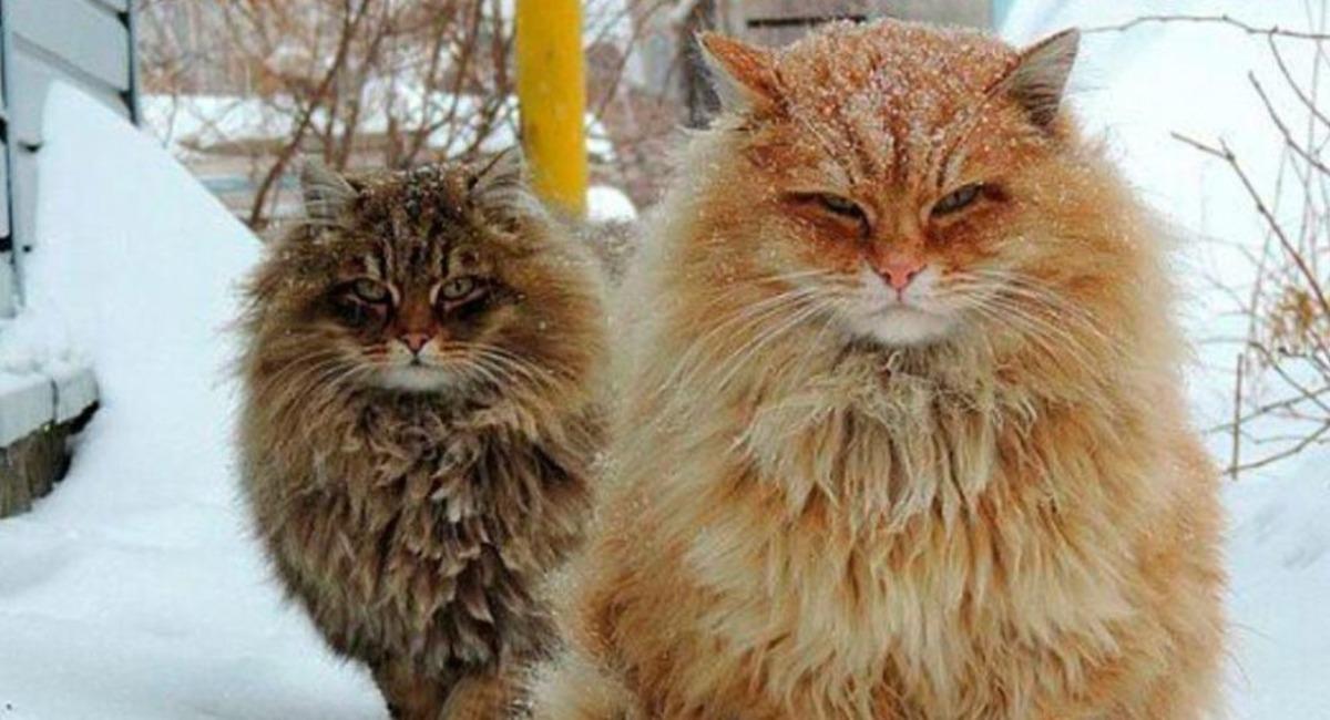 Rusya&rsquo;ya &ouml;zg&uuml; bu 8 kedi t&uuml;r&uuml; sizleri hayrete d&uuml;ş&uuml;recek! 