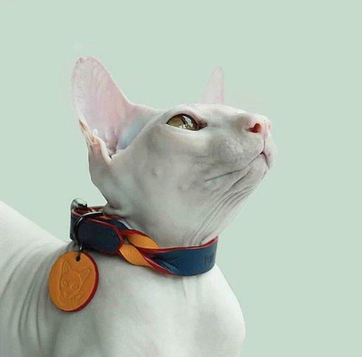 Rusya’ya özgü bu 8 kedi türü sizleri hayrete düşürecek!  G2