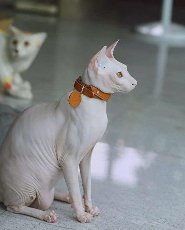 Rusya’ya özgü bu 8 kedi türü sizleri hayrete düşürecek!  G3