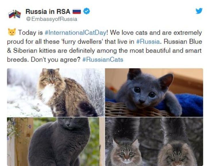 Rusya’ya özgü bu 8 kedi türü sizleri hayrete düşürecek!  G1