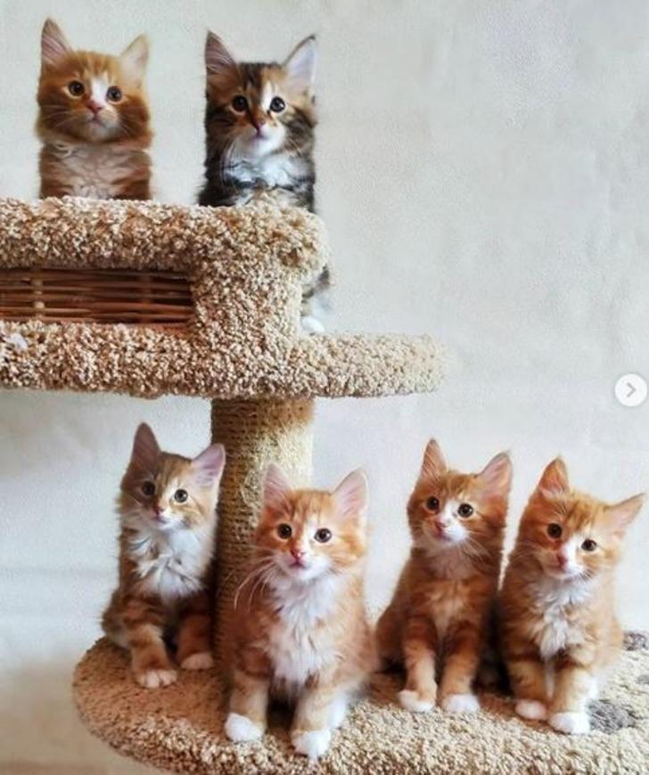 Rusya’ya özgü bu 8 kedi türü sizleri hayrete düşürecek!  G5