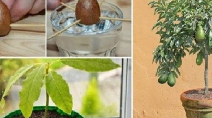 Evde avokado nasıl yetiştirilir?