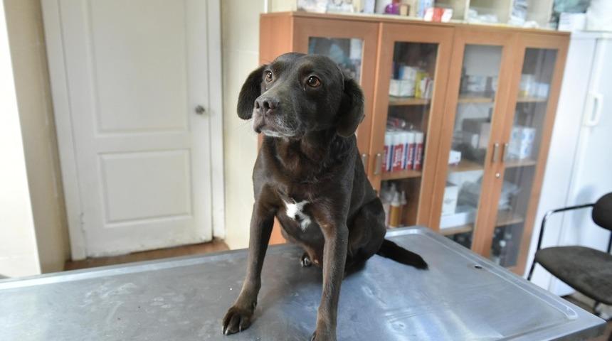 Satın alma sahiplen