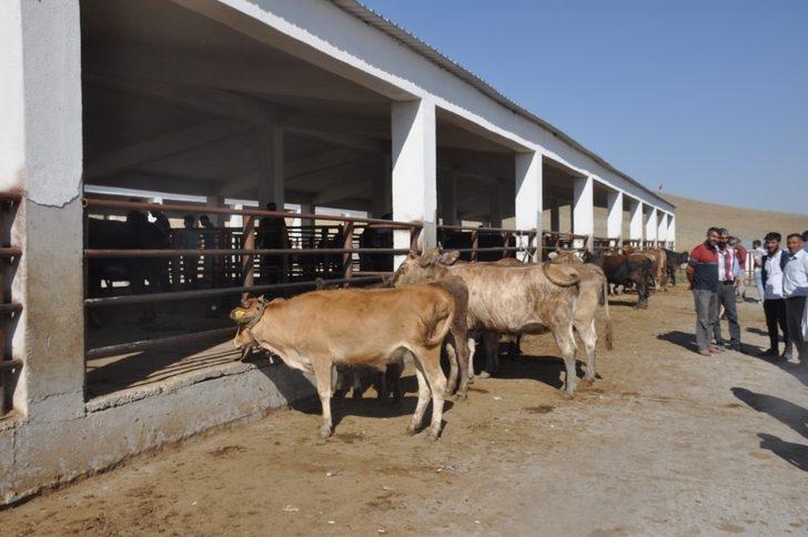 Bulanık’ta kurbanlık satışlarında durgunluk G1