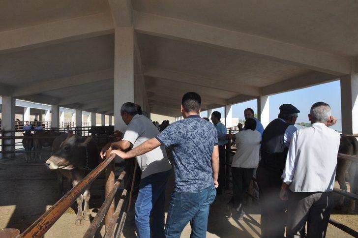 Bulanık’ta kurbanlık satışlarında durgunluk G2