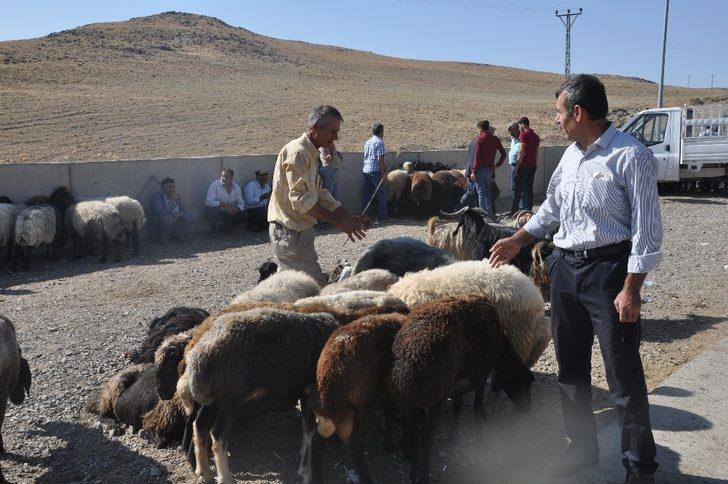 Bulanık’ta kurbanlık satışlarında durgunluk G3