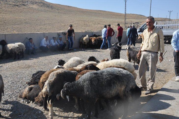 Bulanık’ta kurbanlık satışlarında durgunluk G4