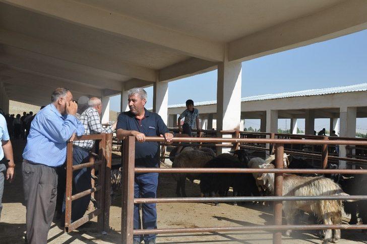 Bulanık’ta kurbanlık satışlarında durgunluk G5