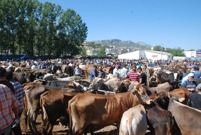 Kurban pazarında türkü sesleri yükseliyor