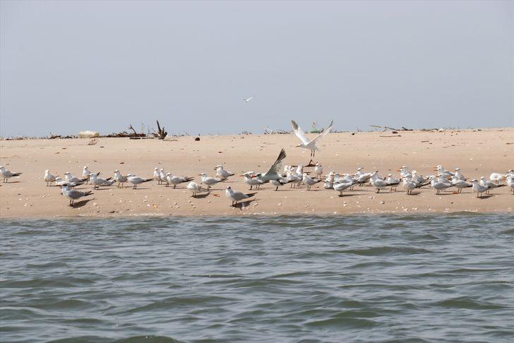 Senegal'in okyanus kıyısındaki kutsal adası Sangomar G1